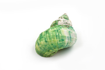 green Sea shells on white background