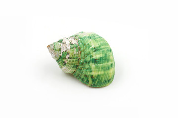 green Sea shells on white background