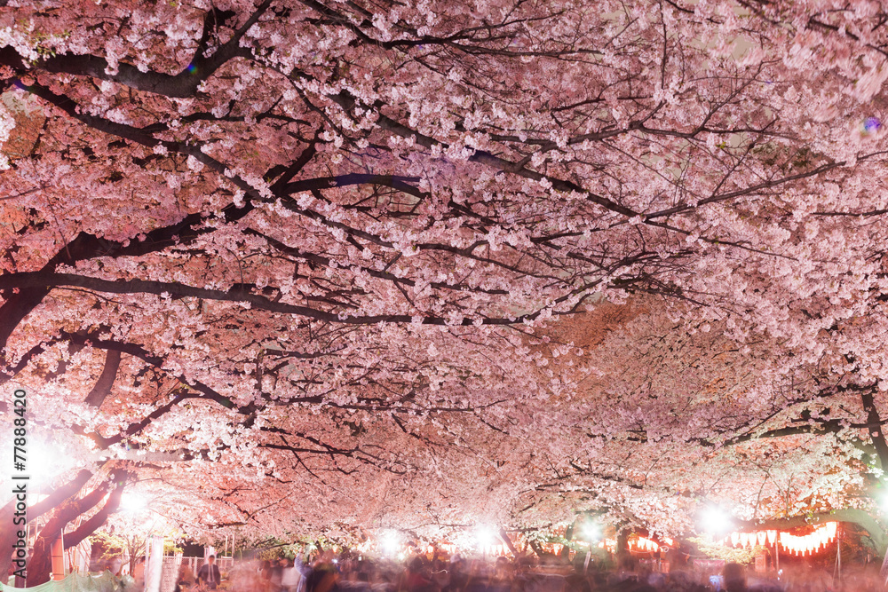 Canvas Prints 上野公園の夜桜