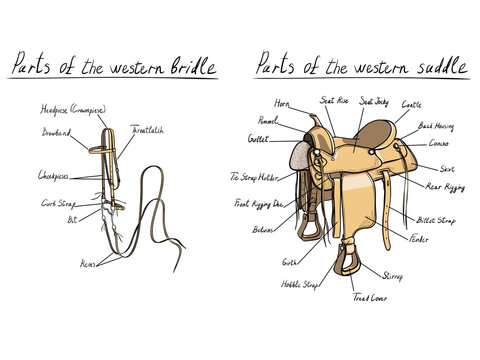 Parts of western saddle and bridle. Horse tack