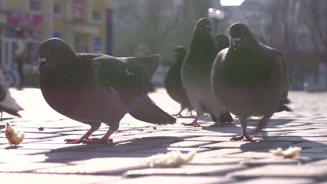 urban pigeons pecking bread which them throw tourists