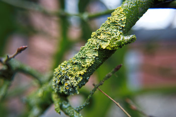 Gewöhnliche Gelbflechte, Xanthoria Parietina