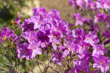Obraz premium Azalea