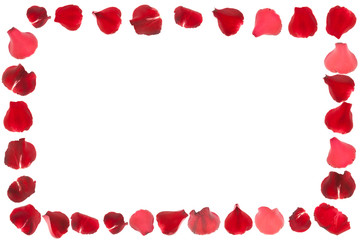 Rose petals frame isolated