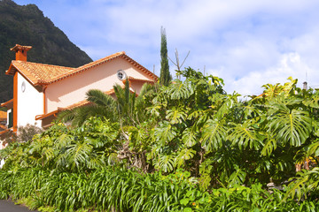 Fototapeta na wymiar Visiting Madeira: Interesting Plants.