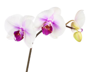 Blooming twig of white purple orchid isolated on white backgroun - obrazy, fototapety, plakaty