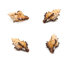 Yellow Sea shells on white background