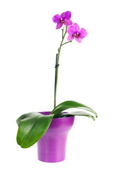 Blooming twig of fuchsia orchid in purple flower pot isolated.