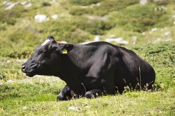 Obraz na płótnie Canvas Black cow sit in the grass in a sunny day 
