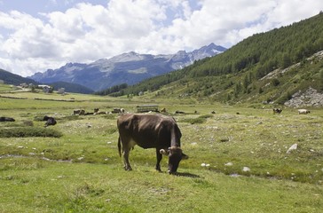Fototapeta na wymiar Brown cow eating the grass