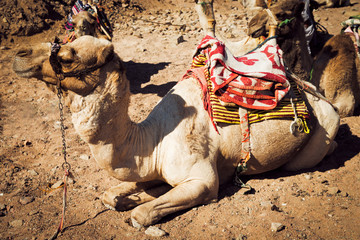 resting camel in the desert, Egypt. Vintage style.