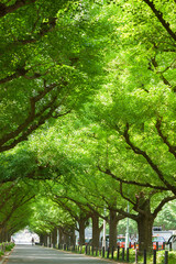  神宮外苑のイチョウ並木