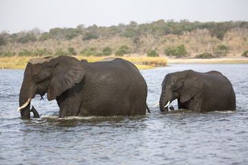 Wild african elephant cow crossing a river