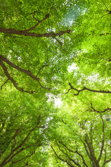  神宮外苑のイチョウ並木