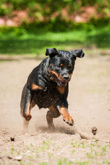 Rottweiler dog playing in the park