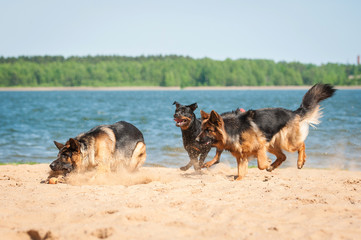 Three dogs playing on the beach
