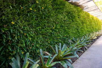 vertical garden natural green leaf