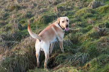 Labrador-Retriever caught in the act