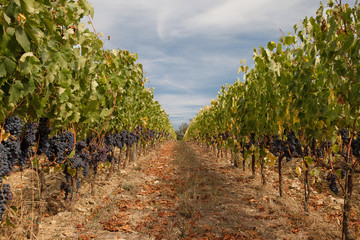 Fototapeta na wymiar Land cultivated with vineyards