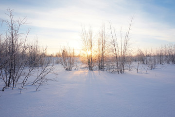 Landscape. winter forest
