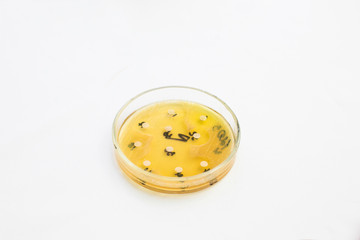 Fototapeta premium Petri dish with growing bacteria