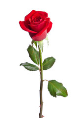 beautiful red rose isolated on white background - obrazy, fototapety, plakaty
