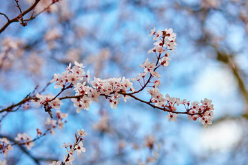 Cherry blossoms against the blue sky