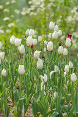 Tulpen