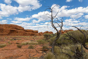 Arbre mort à Kings Canyon