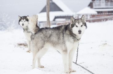 Siberian Husky dogs in the snow