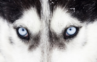 Close-up shot of husky dog blue eyes