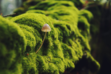 Mushroom in summer green forest