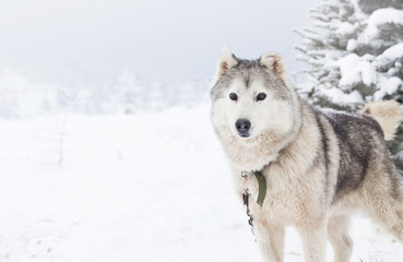 Siberian Husky dogs in the snow