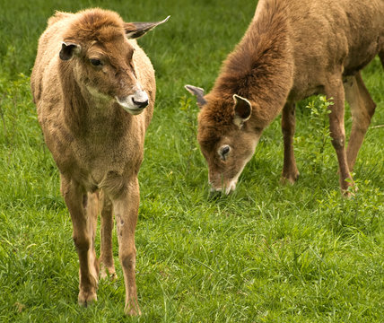 thorold's white-lipped deer grazing