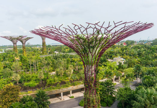 Super trees at the garden by the bay, Singapore