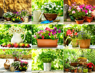 collage of summer flowers