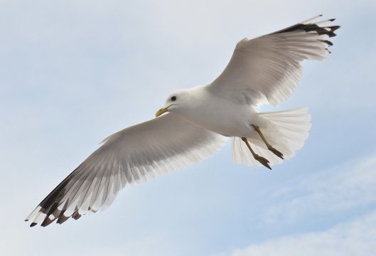 seagull soaring in the cloudly sky