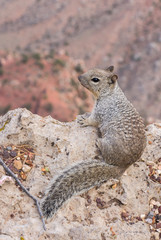 Squirrel on the lookout at the grand canyon