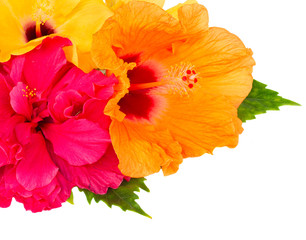 border of colorful hibiscus flowers