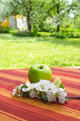 Green apple with a branch of a blossoming apple-tree