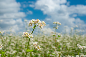 Blossoming buckwheat closeup against blue cloudy sky