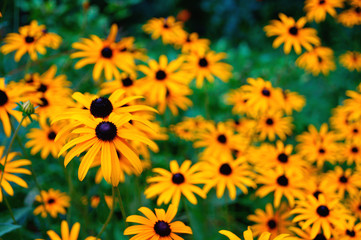 Yellow Flower Background (Echinacea)