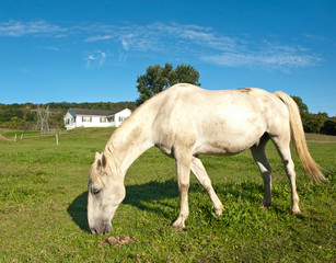 Obraz na płótnie Canvas white horse grazing