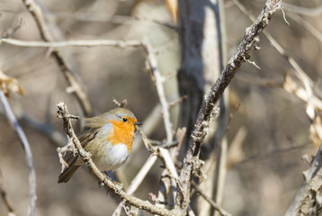 erithacus rubecula, robin