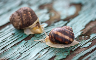Snails