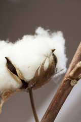 Fresh white cotton bolls on the plant  