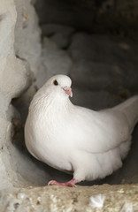 white dove