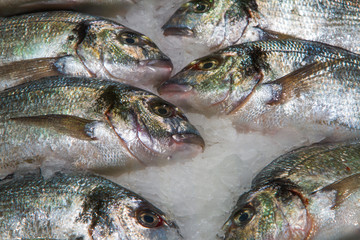 Gilthead (Sparus aurata) on ice in fish market