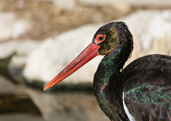 portrait of black stork