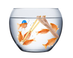 fish teamwork concept